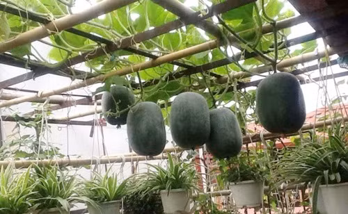 Bí đao là giống cây thân leo, có thể sinh trưởng nhanh và sai quả. Ảnh: Doansach.