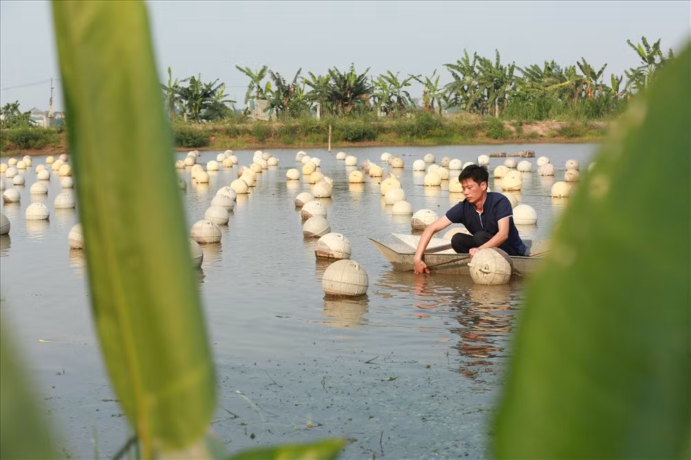 Anh Đinh Văn Việt được xem là người thành công nhất trong mô hình nuôi trai lấy ngọc nước ngọt ở Yên Khánh, Ninh Bình. Ảnh: Lao động.