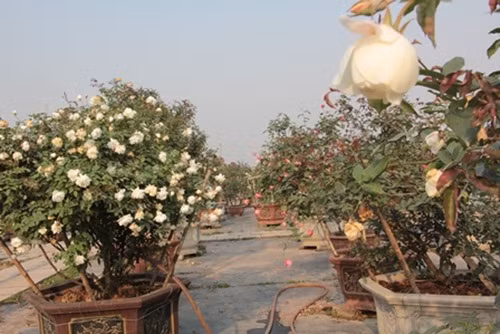 Bà chủ vườn hồng chia sẻ: “Hồng cổ Việt Nam đặc biệt là hồng cổ Sapa có vẻ đẹp tinh tế, mùi hương thơm rất dễ chịu và không hề thua kém hồng ngoại.