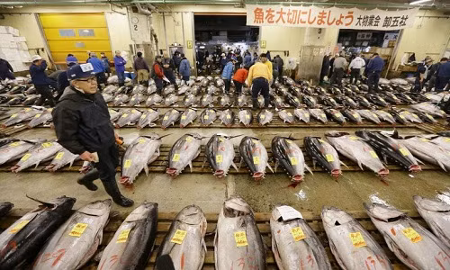 Thành lập năm 1935, chợ Tsukiji (Tokyo, Nhật Bản) là một trong những chợ cá lớn nhất thế giới. Hàng ngày, vào lúc 5h sáng chợ Tsukiji sẽ diễn ra buổi đấu giá cá ngừ nổi tiếng. Ảnh: Japantimes.
