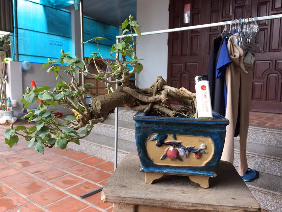 Dâm bụt Thái dáng thác đổ siêu đẹp. Ảnh: FB Viên Lê.