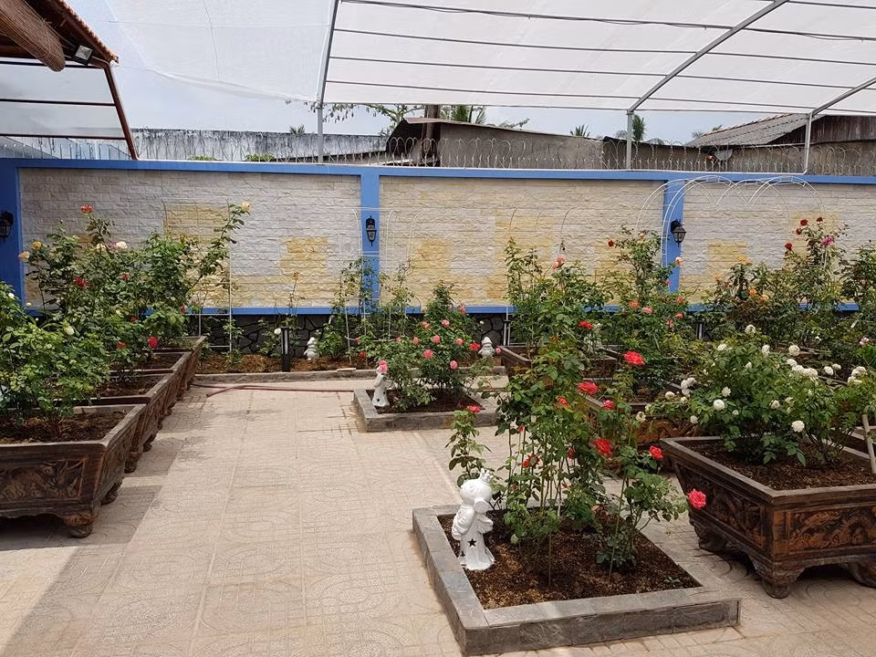 Khoảng sân vườn rộng tới 600m2 giúp chị thực hiện ước mơ ngôi nhà hoa hồng. Ảnh: ĐSPL.