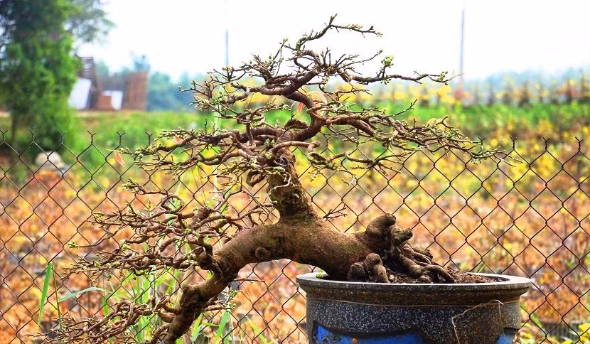 Nếu không thấy có rễ thì nhiều khả năng đó là cây mai giả. Ảnh: Dân Việt.
