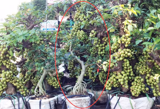 Với cây sung cảnh, nên chọn cây và quả cân xứng với nhau. Lý do là rất hiếm trường hợp cây nhỏ, ra nhiều chùm hoa, chùm quả. Ảnh: NLĐ.