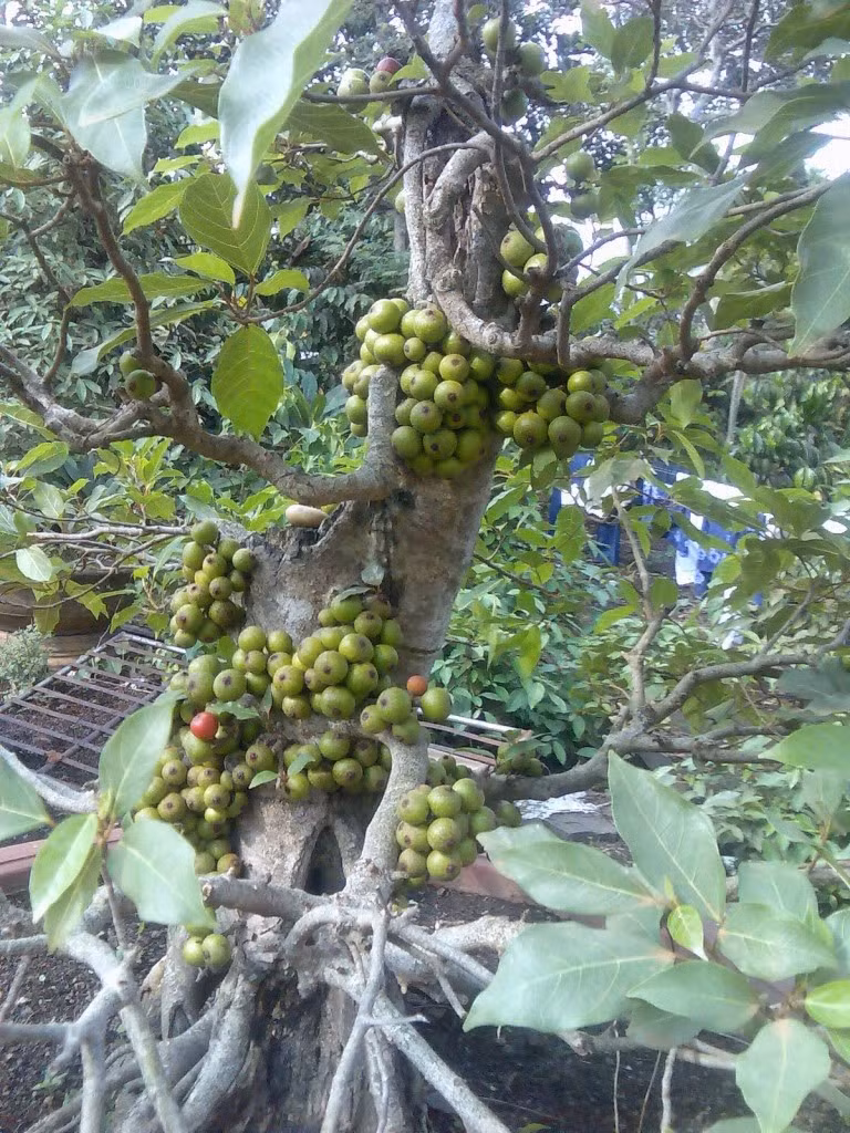 Thêm nữa, nên để ý bên trong từng quả. Đặc biệt phần cuống, dù thủ thuật gắn có tinh vi đến đâu cũng sẽ có dấu vết. Ảnh: Đời sống &amp; Pháp lý.