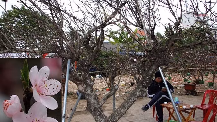 Những ngày cận Tết Mậu Tuất 2018 người tiêu dùng đua nhau săn lùng đào đá về chơi Tết dù giá cả chục triệu đồng, thậm chí có những gốc thế độc giá gần trăm triệu đồng. Ảnh: VTC.