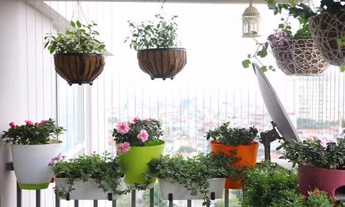 Ngoài trồng rau, bạn cũng có thể trồng hoa, sử dụng chậu hoa treo trên tường để trang trí. Ảnh: Adong.