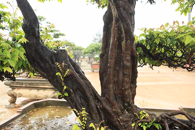 Đây là dòng khế ta, thân giòn dễ gẫy nên rất khó uốn nắn. Để cây có hình dáng, bộ rễ như vậy cây phải được uốn nắn từ lúc mới trồng", chủ nhân của tác phẩm thông tin.