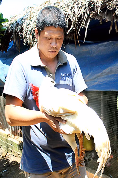 Trong trại gà của a Dũng có con gà trống chín cựa trị giá nghìn USD. Ảnh: Baodongnai.