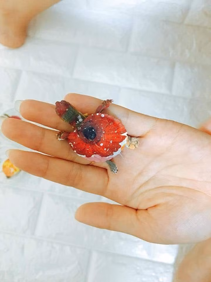 Vẻ đẹp đáng yêu của các chú rùa khiến nhiều chị em thích thú. Ảnh: FB Bảo Yến.