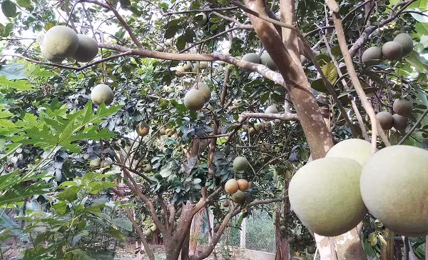 Không những vậy, cây thanh trà còn giúp người dân ăn nên làm ra. Ảnh: TNMT.