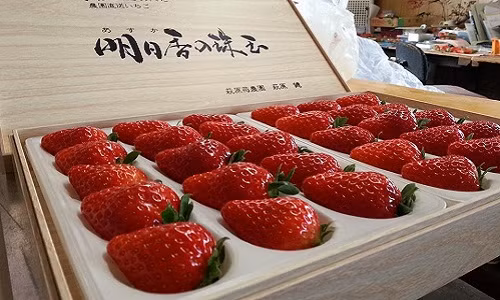 Những trái dâu tây Kotoka được thu hoạch, đóng gói cẩn thận và thường cung cấp cho các nhà hàng sang trọng. Ảnh: FB Kazuya Ikegami.