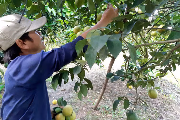 Theo đó, những ngày qua, thương lái đến tận các vườn cam xoàn ở Lai Vung – một trong những vùng trồng cam xoàn lớn nhất miền Tây – để thu mua cam có giá từ 26.000 - 32.000 đồng/kg. Với giá bán này, nhà vườn lãi khoảng 80 triệu đồng/công cam.