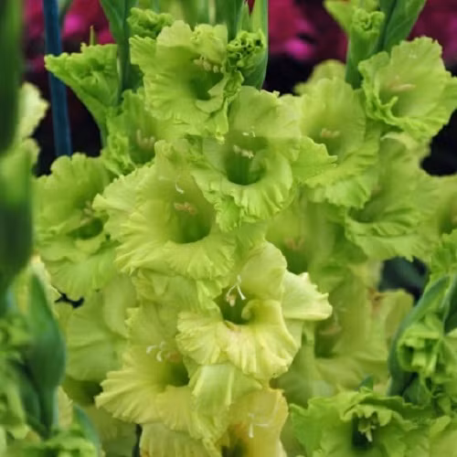 Nếu mua củ về trồng thì lay ơn xanh mất khoảng 85-90 để nở hoa. Ảnh: Rosecottageplants.