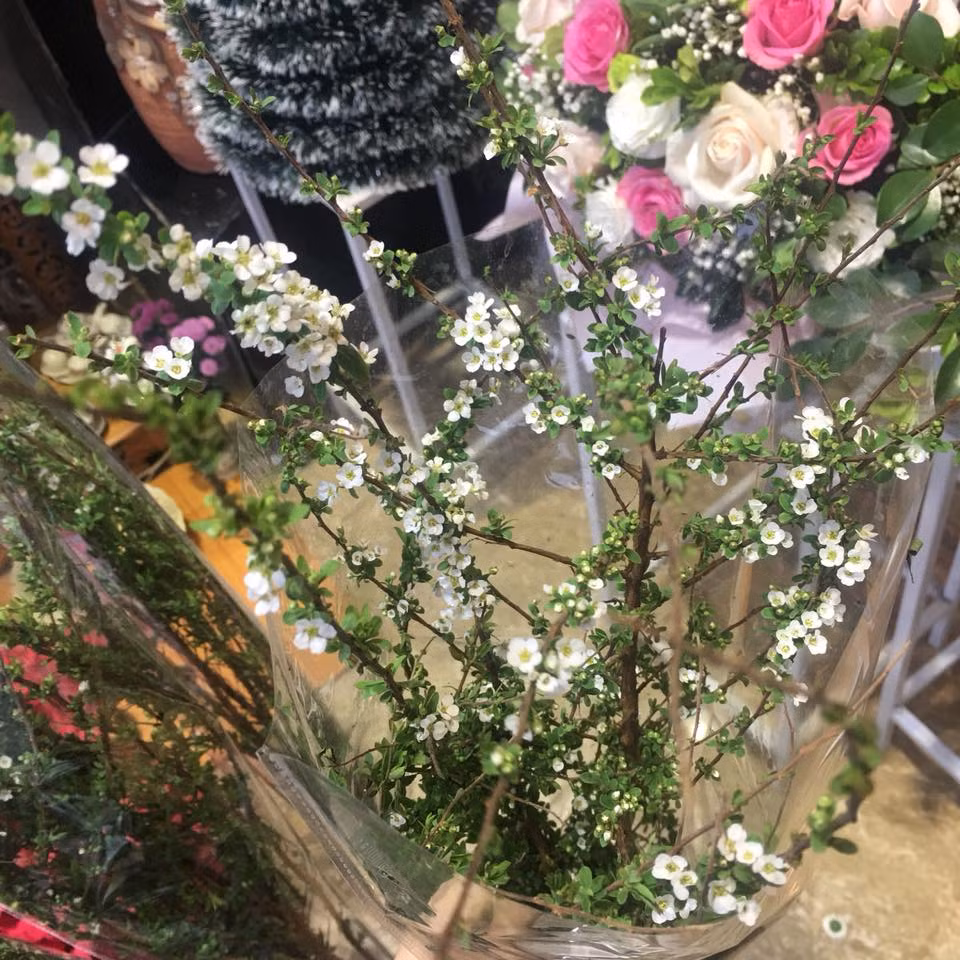 Giá hoa tuyết mai được dự báo có thể tăng trong những ngày giáp Tết Nguyên đán. Ảnh: Shop Hoa Cát Tường.