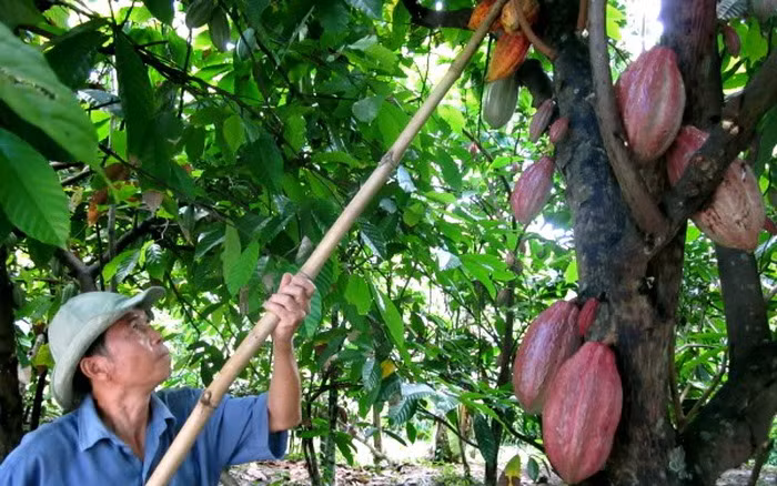 Để thu hoạch ca cao, người ta dùng con dao nhỏ cong như liềm gặt lúa, gắn với một cây gậy dài, đến từng cây ca cao, vạch lá, tìm trái chín. Ảnh: VTV.