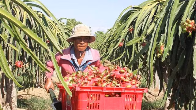 Để mua được thanh long xuất đi Trung Quốc, thương lái vào tận nhà trả tiền trước cho chủ vườn. Ảnh: Nhà Nông.