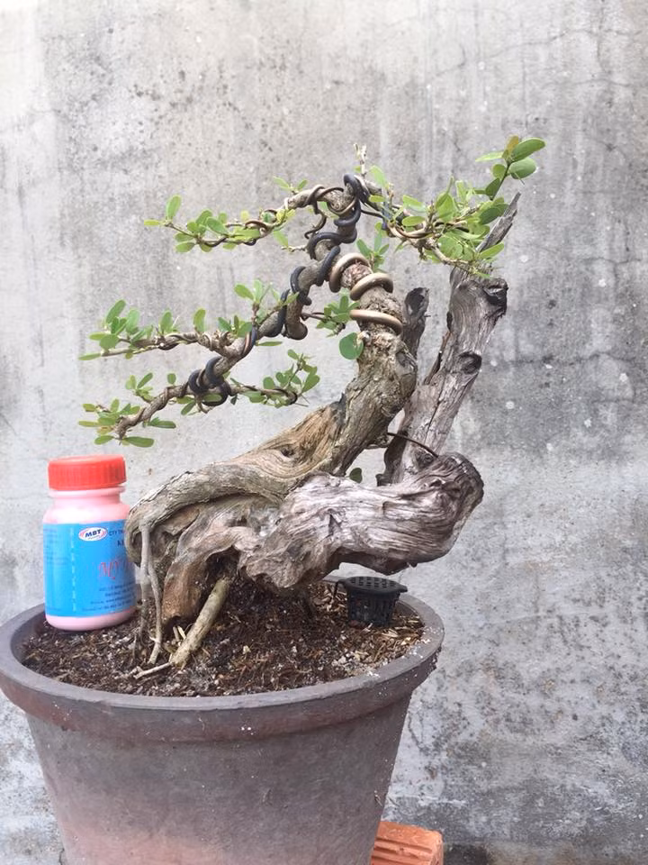 Cây linh sam lũa thép zin sáng lạ. Ảnh: FB Linh Sam Bonsai.