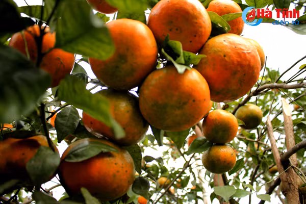Đặc biệt, từ khi áp dụng hệ thống tưới nhỏ giọt của Israel, ông Hùng thấy hiệu quả kinh tế lớn hơn rất nhiều, vừa giảm được sức lao động, vừa tiết kiệm nước, cây lại hấp thụ tối đa lượng nước tưới.