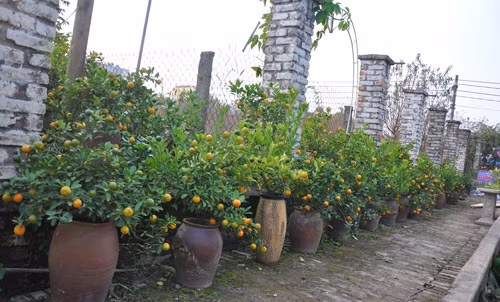 Sản phẩm quất cảnh bonsai cũng đang được anh Hàm triển khai làm rất thành công. Trần Quang