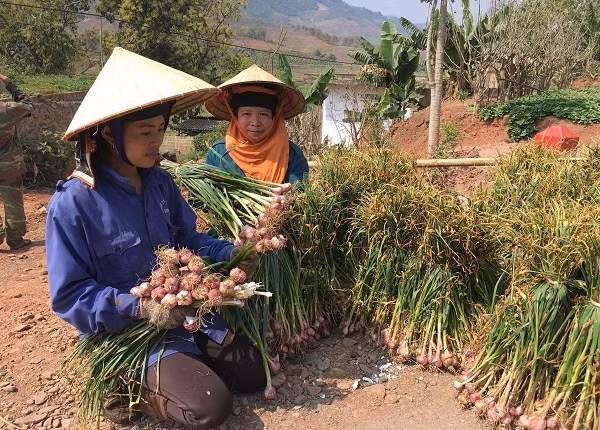 Khác với nhiều loại tỏi khác trên thị trường, tỏi tía Yên Châu nhánh nhỏ nhưng có hàm lượng tinh dầu cao, mùi thơm đặc trưng. Ảnh: Dân Việt.