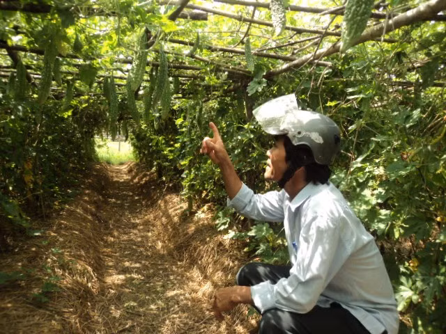 Với 4 sao mướp đắng, mùa trái vụ gia đình ông Cường có thu nhập trên 30 triệu đồng, cao hơn so với nhiều cây trồng khác trong vùng. Ảnh: Khuyennongquangdien.