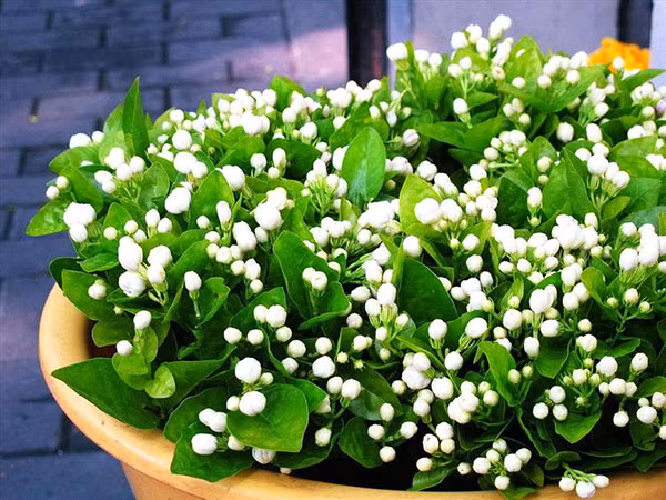 Cây hoa nhài thường ra hoa quanh năm nhưng rộ nhất là vào mùa hè khi thời tiết ấm áp, hoa thường nở và tỏa hương thơm ngát vào ban đêm. Ảnh: Hoadepvietnam.