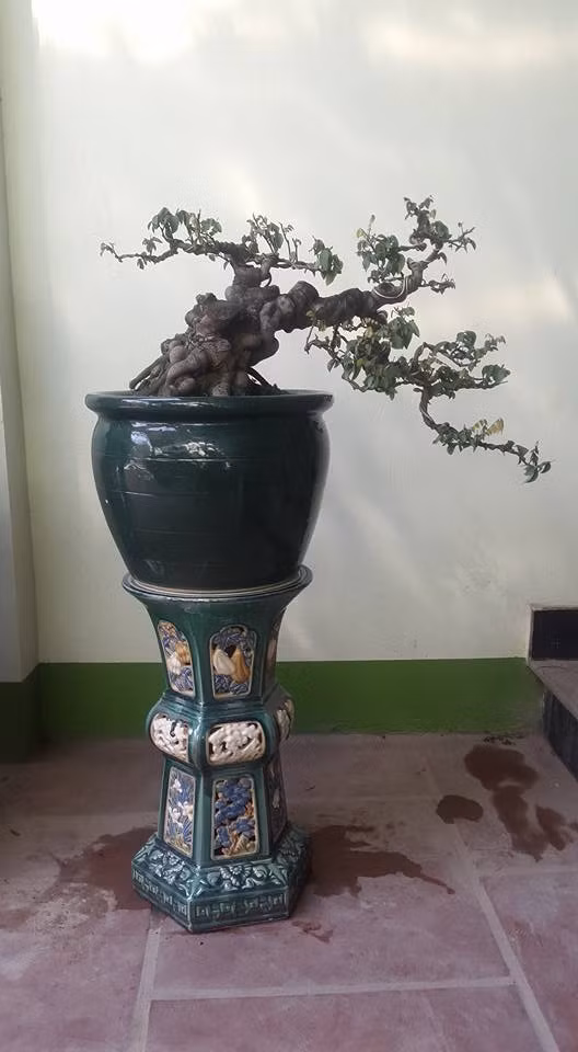 Chậu bonsai khế có gốc to, thân xù xì, toát lên vẻ đẹp cổ kính. Ảnh: FB Binh Nguyễn‎.