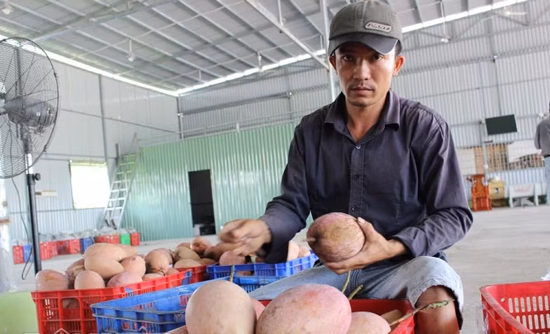 Xoài ba màu An Giang đang được xuất khẩu sang thị trường các nước như Thụy Sĩ, New Zealand, Hàn Quốc và Nhật Bản. Ảnh: Dân Việt.
