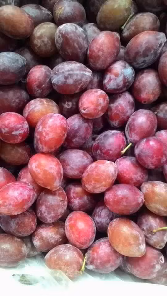 Chưa đến độ chín, mận đường Úc có màu xanh hơi ngả vàng. Khi chín, mận chuyển màu tím đỏ sẫm, có một lớp phủ bụi trắng gọi là "sáp nở" hay lớp sáp phấn. Ảnh: FB Đinh Hương.