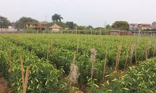 Anh Trọng ước tính, vụ hoa loa kèn năm nay nhà gia đình anh thu lãi hơn 100 triệu đồng. Ảnh: Doisongphaply.
