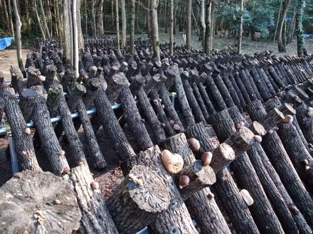 Khu rừng sồi bạt ngàn ở tỉnh Oita (niềm Nam nước Nhật) là một khu nổi tiếng về trồng nấm hương. Ảnh: Japan times.