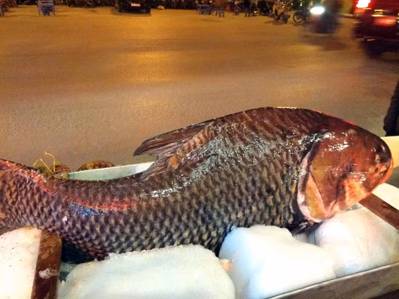 Mới đây, một nhà hàng ở Cầu Giấy (Hà Nội) săn được con cá hô đỏ nặng 70kg từ Campuchia về phục vụ giới nhà giàu ăn Tết. Ảnh: Dân Việt.