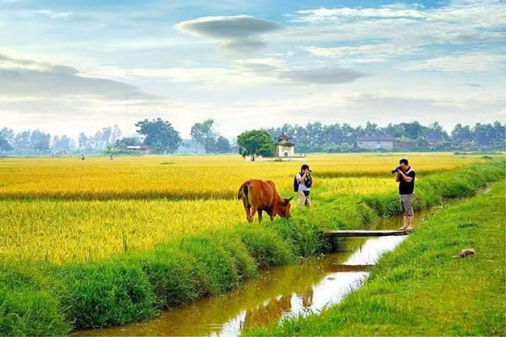 Hiện, diện tích trồng lúa bắc thơm số 7 ở Thanh Văn đạt khoảng 435 ha, phân bổ chủ yếu tại 4 thôn Tam Đa, Bạch Nao, Úc Lý, Quan Nhân. Ảnh: FB Nguyễn Sáng.