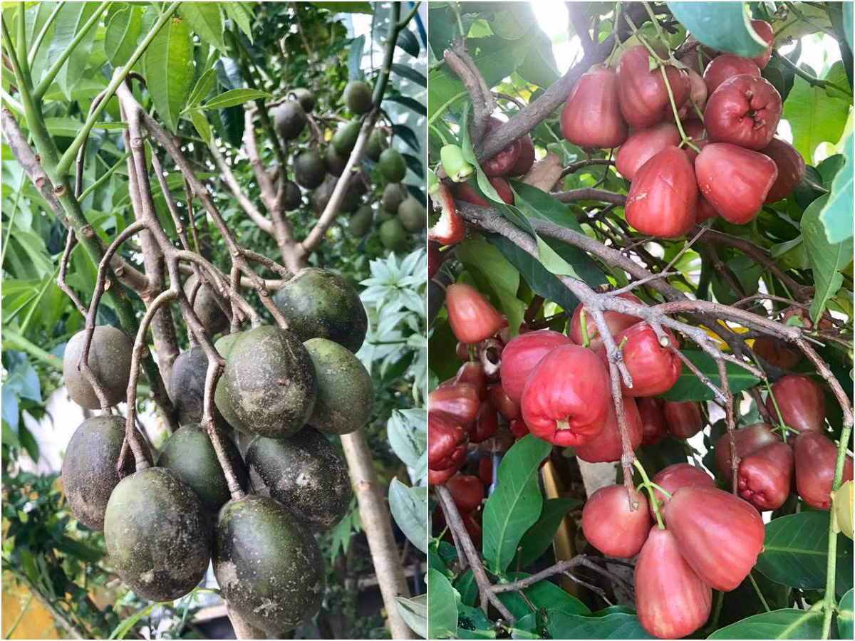 Khu vườn được bố trí theo từng khu vực. Các loại rau trồng riêng, cây ăn quả ở tầng trên cùng còn các loại hoa trồng ở ban công. Ảnh: Dân Việt.