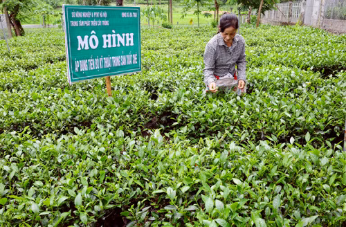 Việc triển khai các mô hình trồng chè an toàn đã giúp nhiều nông dân xã Trần Phú (huyện Chương Mỹ, Hà Nội) vươn lên làm giàu. Trung bình, các hộ trồng chè ở xã Trần Phú thu nhập từ 150 - 180 triệu đồng/ha. Ảnh: Hanoimoi.