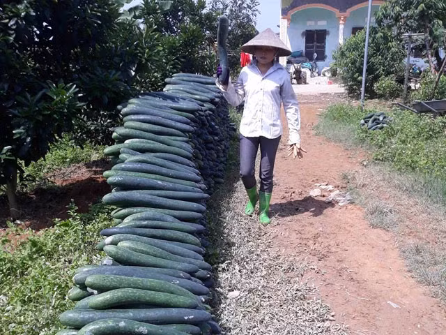 Với giá thấp như vậy, người trồng lỗ nặng, không đủ thu hồi vốn. Ảnh: Dân Việt.