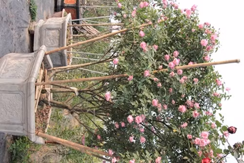 Trang cho hay, thời điểm cận tết vừa qua, các loại hồng như Bạch Vân Khôi và hồng cổ Sapa được săn đón nhiều nhất. Giá bán cho những cây vừa tầm từ 8 đến 15 triệu, cây "khủng" từ 20 đến 40 triệu ngoài ra còn có những cây độc đắc, giá lên tới 80-100 triệu. Những cây hoa có giá cao ngất này đều là những gốc hồng đẹp, giá trị, lâu năm và rất hiếm khi khai thác được.