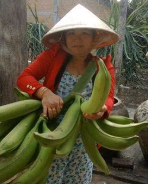 Một buồng chuối tá quạ thường chỉ có 1 – 2 nải, mỗi nải nhiều nhất khoảng 10 trái. Ảnh: Congan.