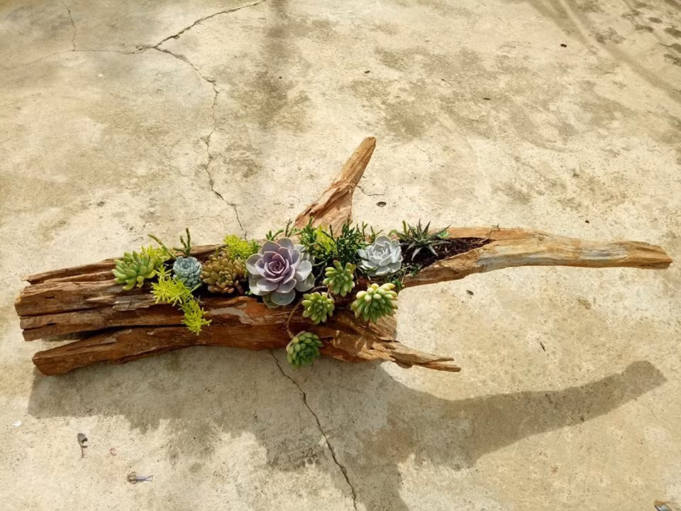 Tuy nhiên, trồng trên thân cây sẽ khó hơn trồng sen đá trong chậu một chút vì chỗ trồng hơi nhỏ, lại uốn éo.