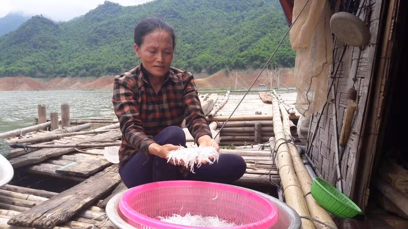 Cá có vị ngọt của cá sông tự nhiên và không có mùi tanh. Ảnh: Vietnamnet.