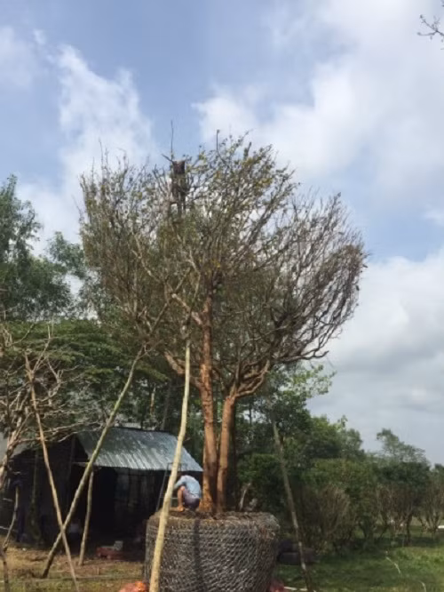 Mới đây, một cây mai cổ thụ, dáng phu thê của cặp vợ chồng lão nông ở Bình Phước được khách trả giá 3 tỷ đồng nhưng nhóm nhân vẫn chưa đồng ý bán. Ảnh: DKN.