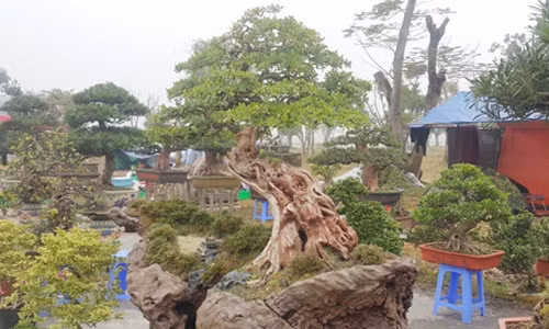 Đây là cây linh sam kiểng dáng thế "cực độc" của anh Lê Tiến Thịnh ở tại TP Nha Trang (Khánh Hòa). Ảnh: Dân Việt.
