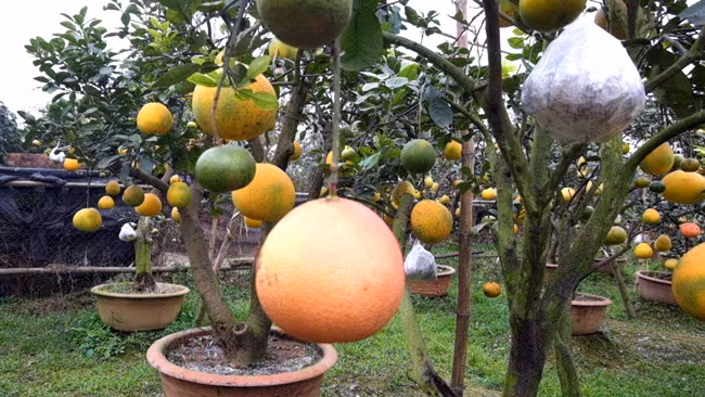 Loại cây 10 loại quả này có dụng ý vừa làm vật trang trí, giúp hài hòa không gian trong nhà vừa mang ý nghĩa phát tài, phát lộc "thập toàn thập mỹ" trong năm mới.