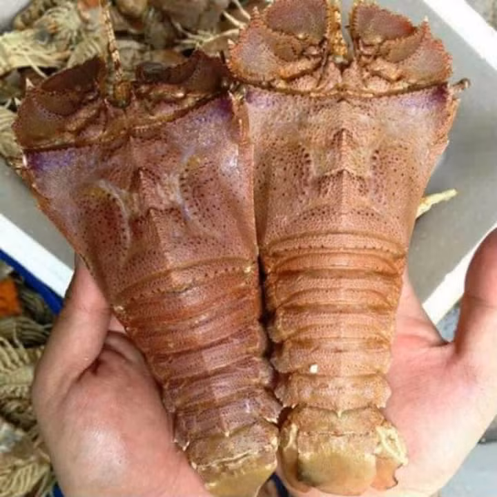 Chỉ sống ở những rạn san hô, rất khó bắt nên tôm mũ ni có giá trên trời cả triệu đồng/kg, đắt hơn cả tôm hùm. Ảnh: FB Hương Lê.