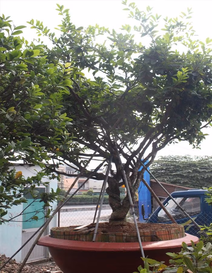 Thân cây quấn lấy nhau tạo nên hình dáng đặc biệt tượng trưng cho "tình cảm phu thê" gắn bó thủy chung. Ảnh: Vuonmaithanhdat.