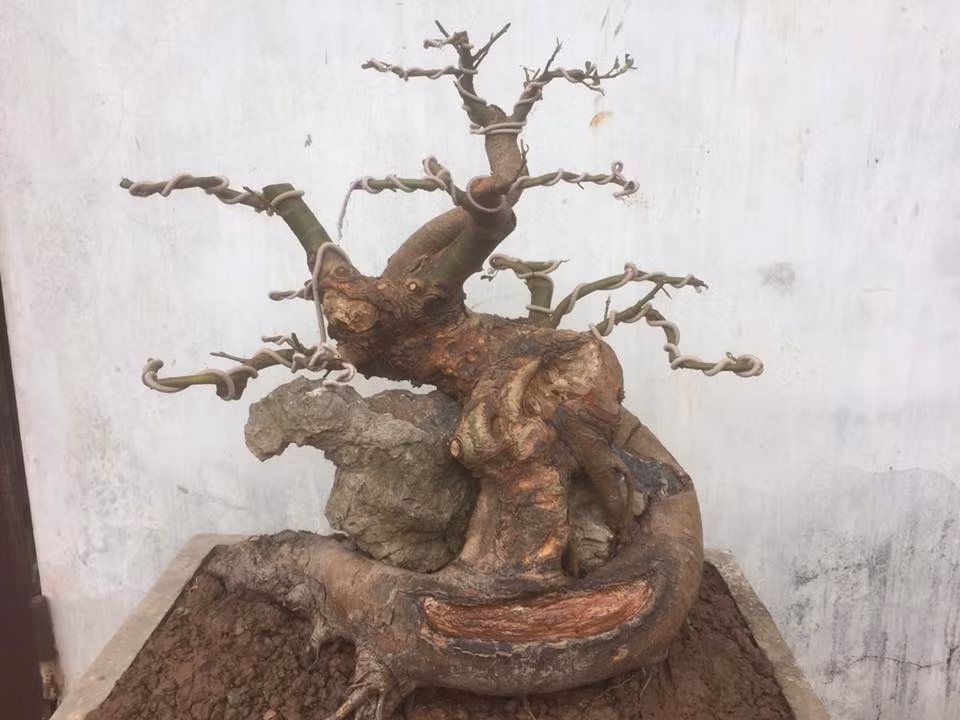 Sung mini già ôm đá không thể nghệ thuật hơn. Ảnh: FB ‎Pham Vantuan.