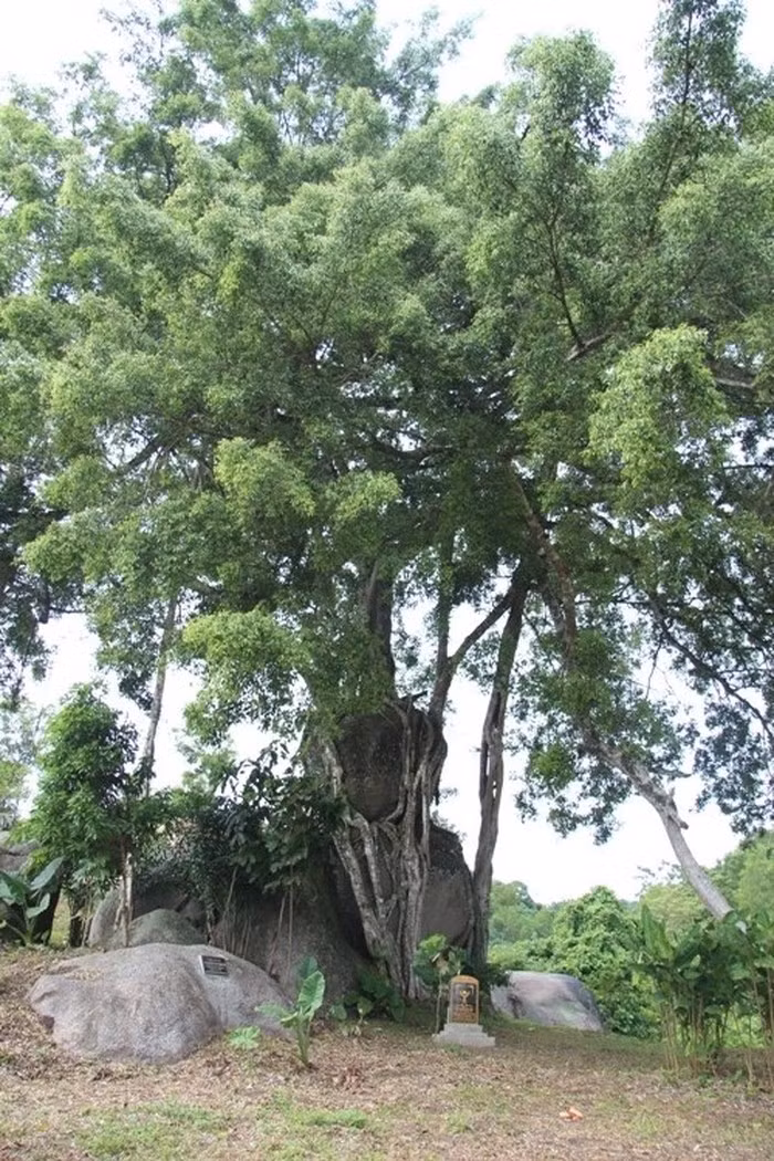 Cây được đánh giá là cây tự nhiên đẹp nhất Việt Nam. Ảnh: Nguoiduatin.