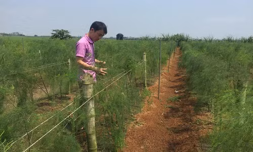 Anh Phạm Xuân Cảnh (thôn An Dụ, xã Khởi Nghĩa, huyện Tiên Lãng, Hải Phòng) là một trong những nông dân đầu tiên ở đất Cảng mạnh dạn đầu tư trồng măng tây. Ảnh: Dân Việt.