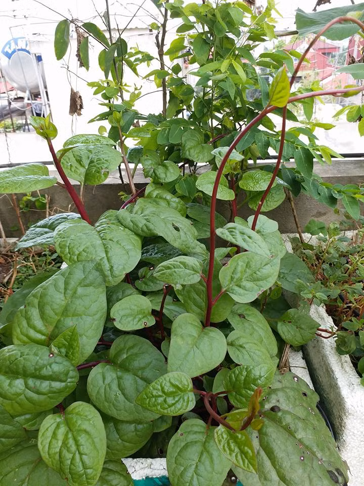 Mặc dù có cách trồng và hương vị không khác giống mồng tơi thường nhưng mồng tơi tím đang được nhiều chị em săn lùng về trồng thử trong vườn. Ảnh: FB Hoàng Hương.